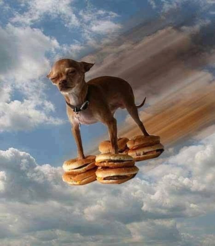 meme dog cười xỉu