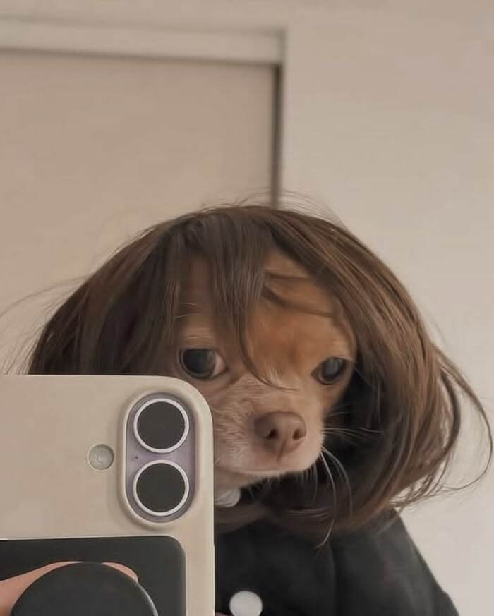 meme dog dễ thương