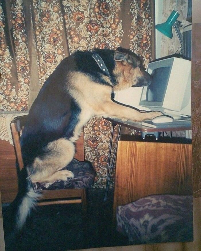 meme dog hài hước