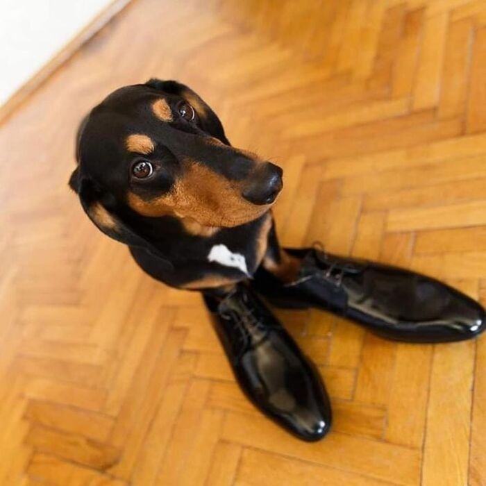 meme dog khó hiểu