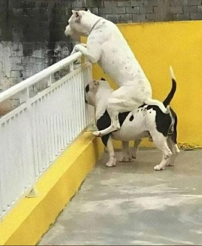 meme dog nhìn ngạc nhiên