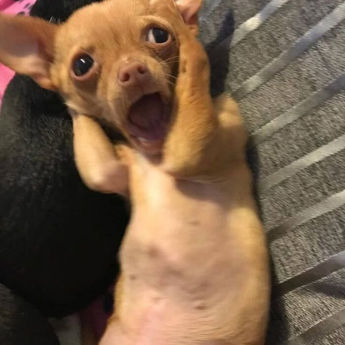 meme dog nhìn vô định