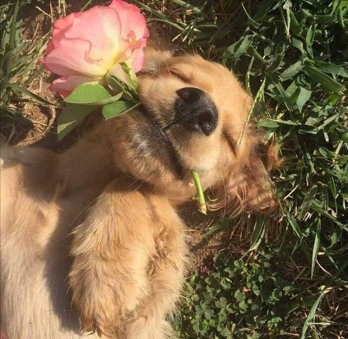 meme dog phản ứng bất ngờ