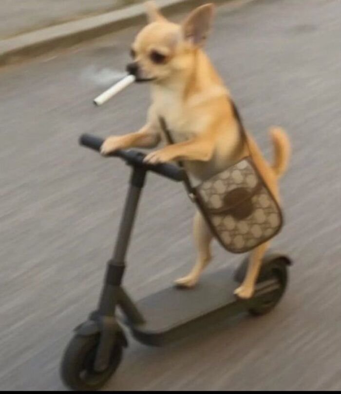 meme dog phản ứng hài