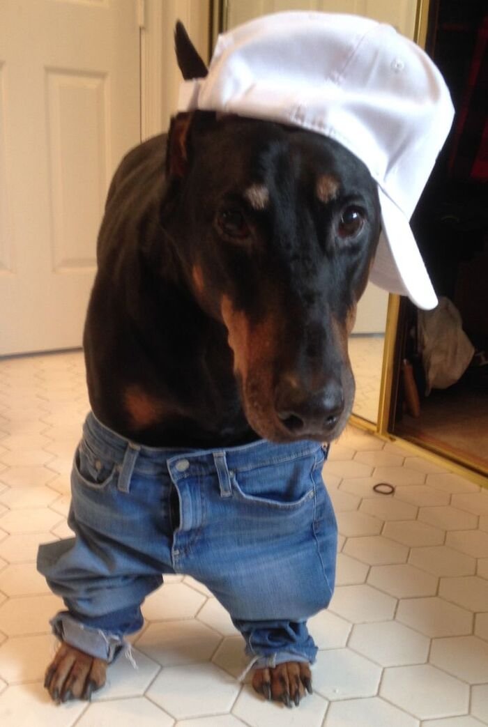 meme dog phản ứng kỳ lạ