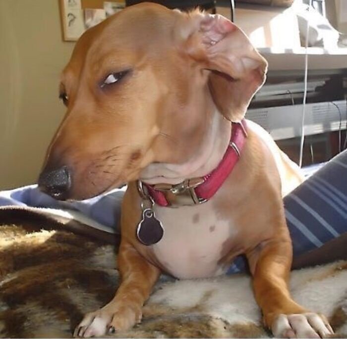 meme dog phản ứng ngáo