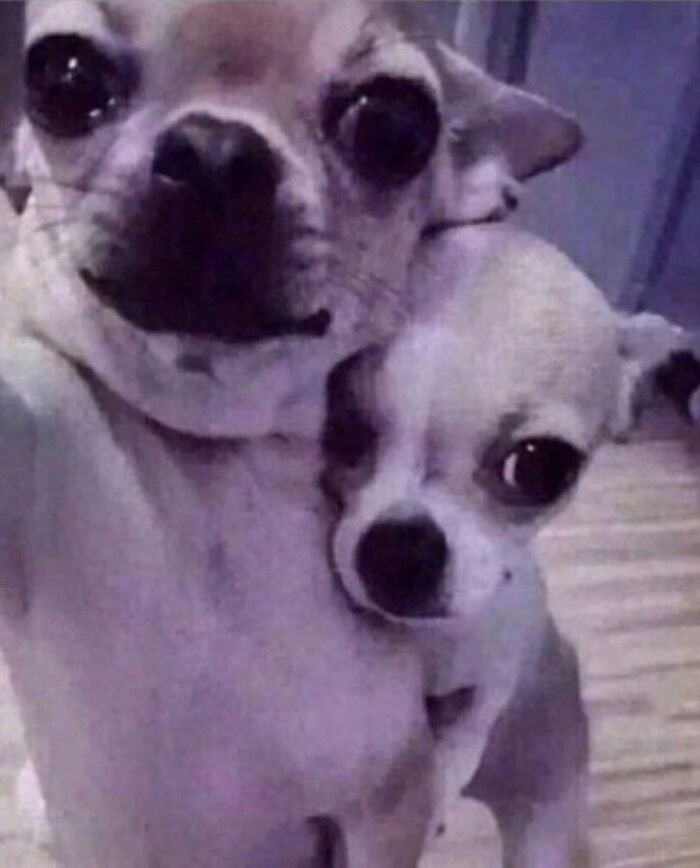 meme dog phản ứng nhanh