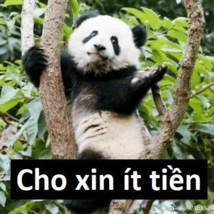 meme hài cười xỉu