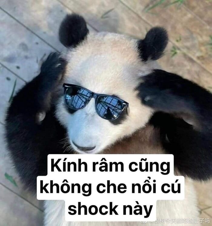 meme hài khó đỡ