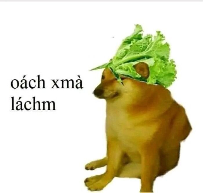 meme hài phản ứng kỳ lạ