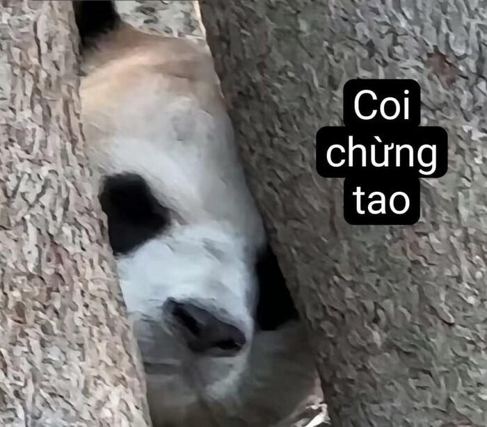 meme hài troll bạn bè