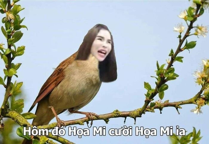 meme linda cười xỉu