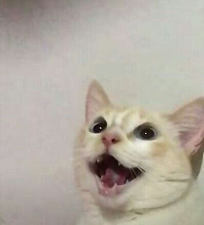 meme mèo ánh mắt hài