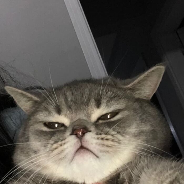 meme mèo bất lực