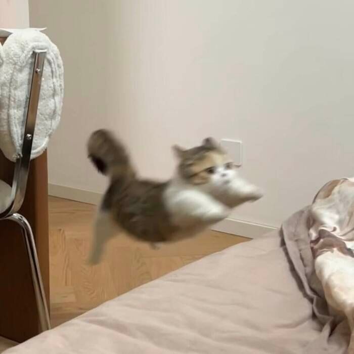 meme mèo biểu cảm buồn cười