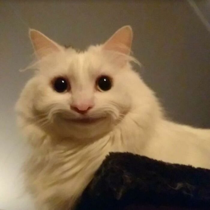 meme mèo biểu cảm đơ