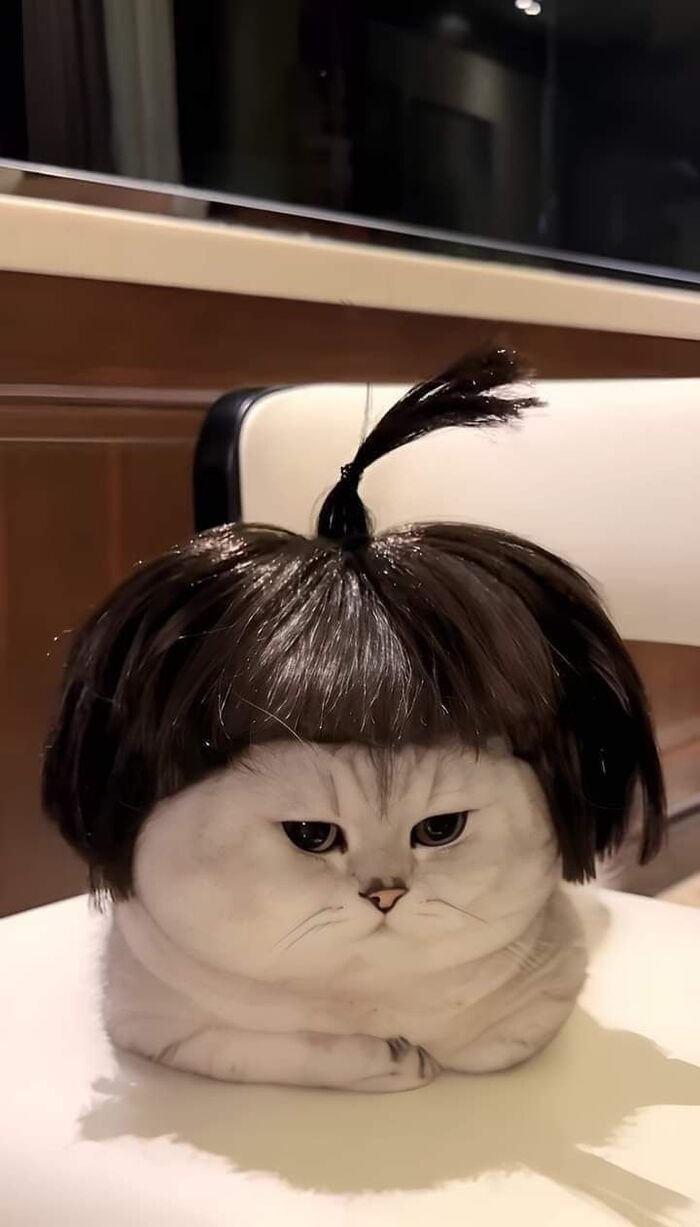 meme mèo biểu cảm hài