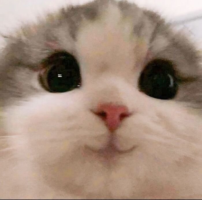 meme mèo biểu cảm lạ