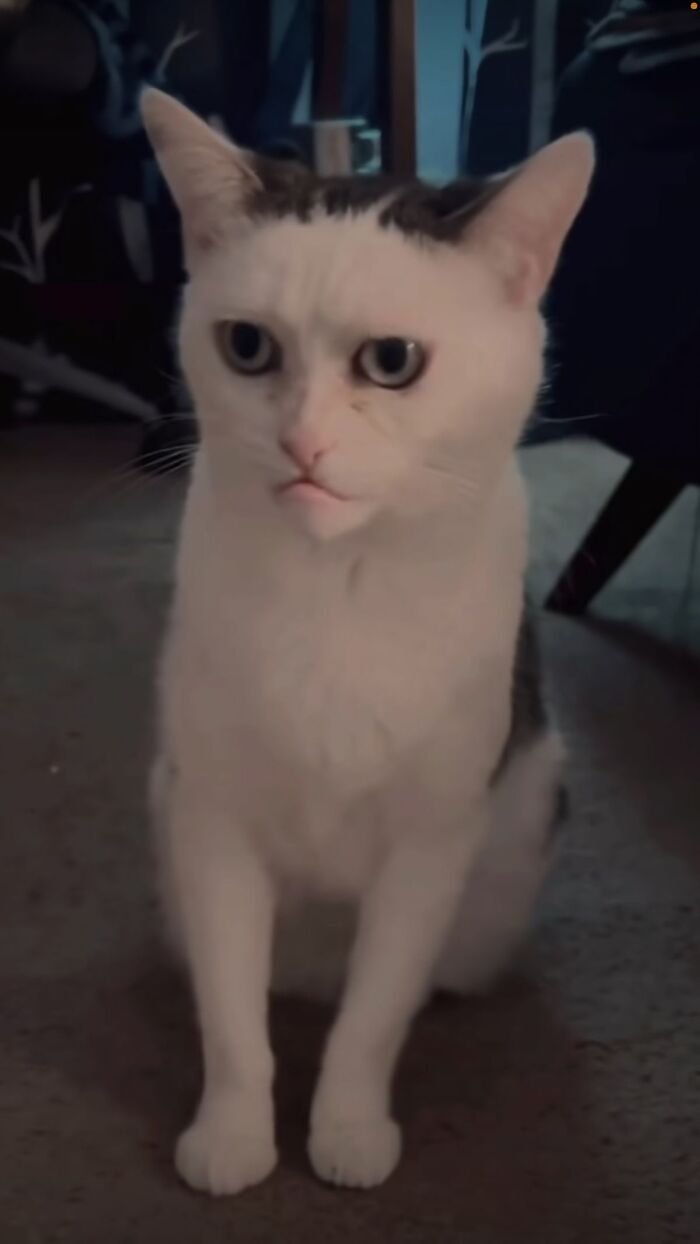 meme mèo biểu cảm sốc