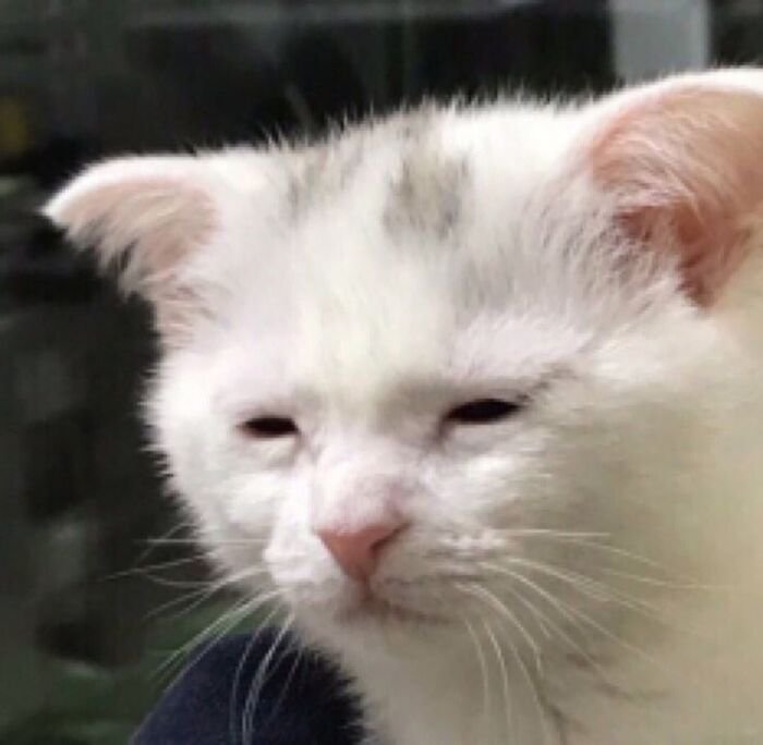 meme mèo cười xỉu