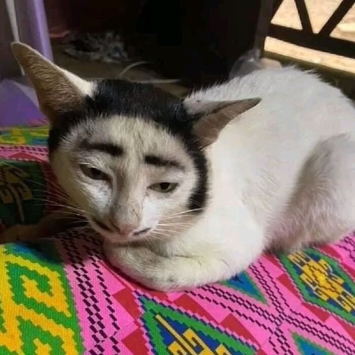 meme mèo hài hước