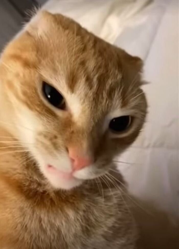 meme mèo khó hiểu