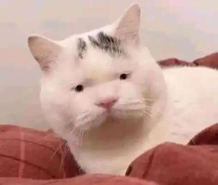 meme mèo khoảnh khắc hài