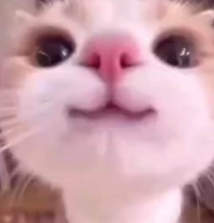 meme mèo mặt hài