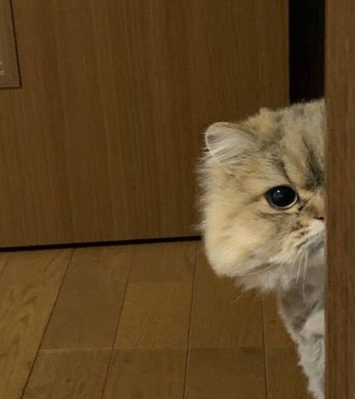 meme mèo mắt tròn