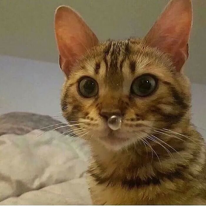 meme mèo ngơ ngác