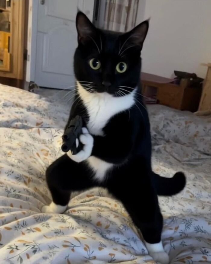 meme mèo nhìn chằm chằm