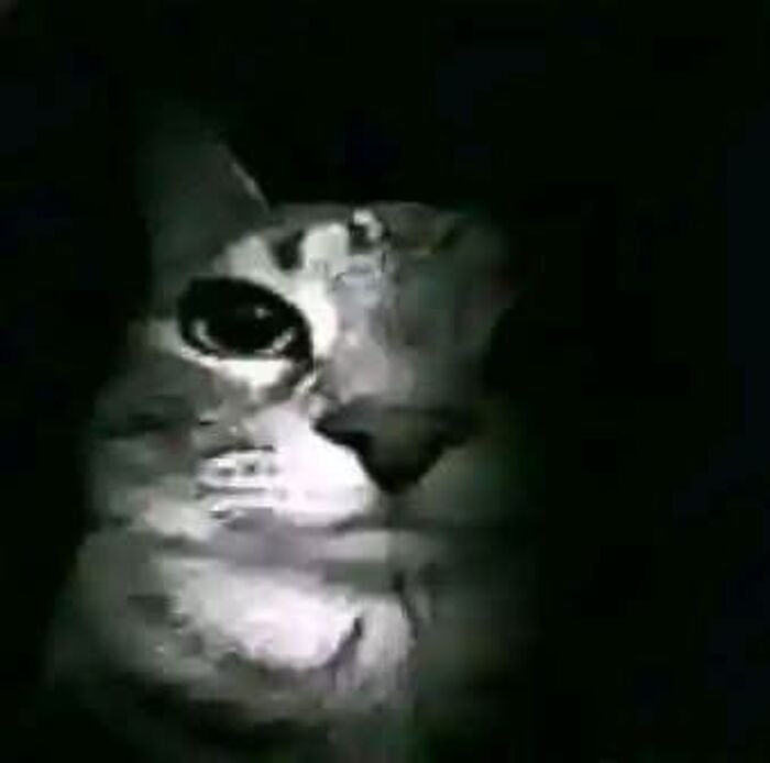 meme mèo nhìn ngạc nhiên