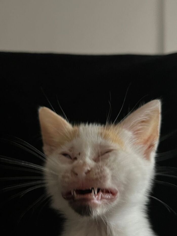 meme mèo nhìn sang bên