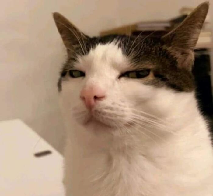 meme mèo nhìn vô định
