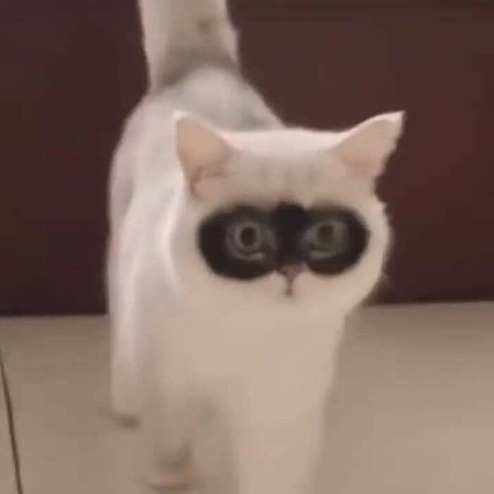 meme mèo phản ứng bất ngờ