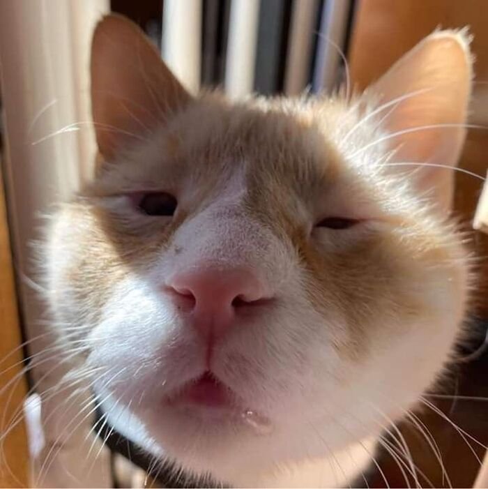 meme mèo phản ứng hài