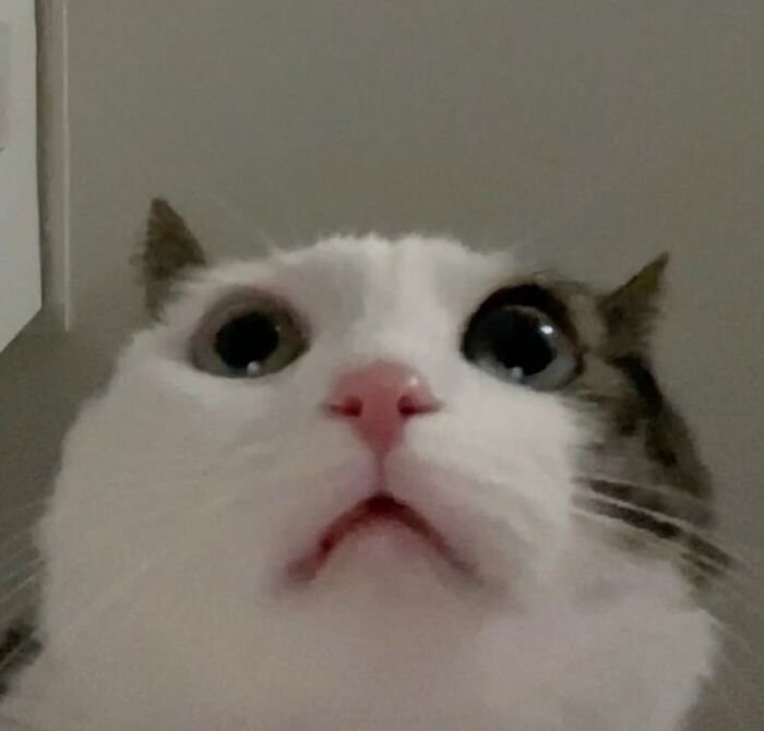 meme mèo phản ứng kỳ lạ