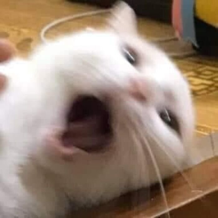 meme mèo phản ứng lầy