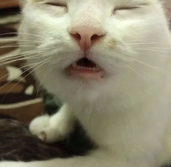 meme mèo phản ứng ngáo