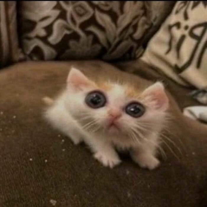 meme mèo phản ứng nhanh