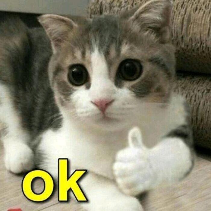 meme ok dễ thương