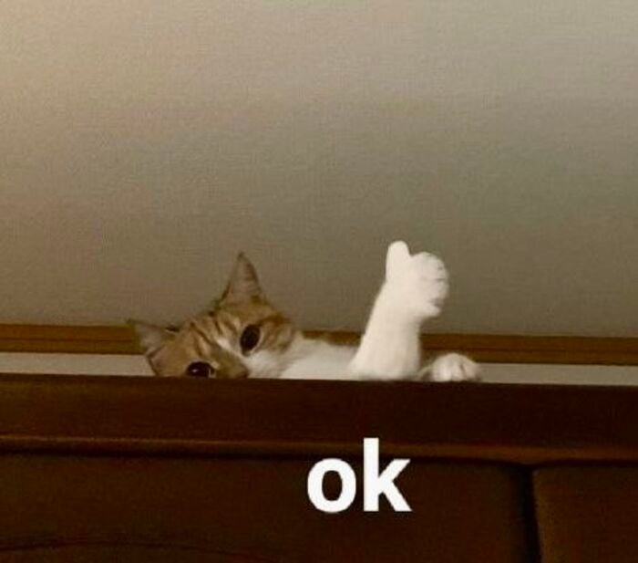 meme ok phản ứng ngáo