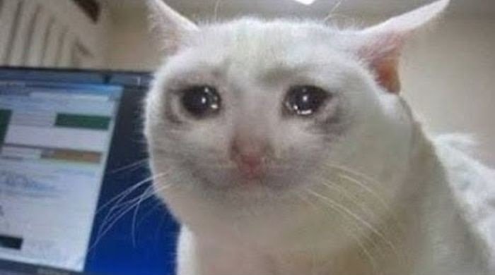 ảnh meme an ủi mèo mếu