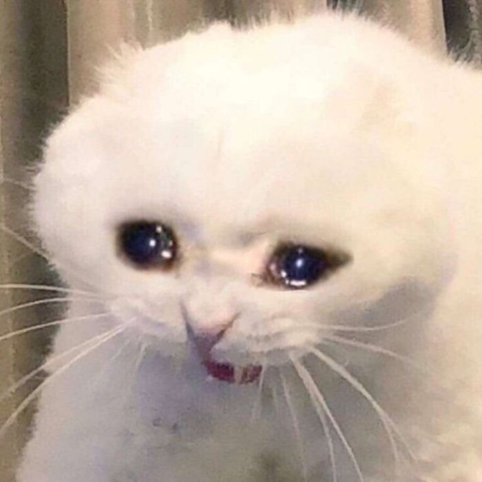 ảnh meme an ủi mèo