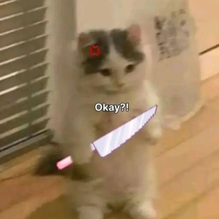 ảnh meme cầm dao chế mèo