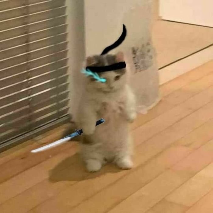 ảnh meme cầm dao mèo bựa