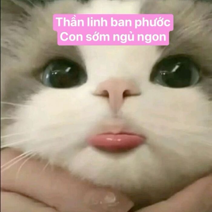 ảnh meme đáng yêu cực cute