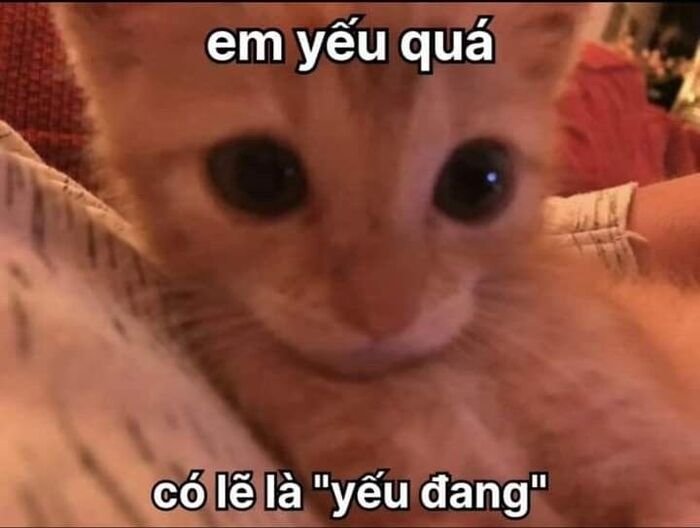 ảnh meme đáng yêu cute nhất