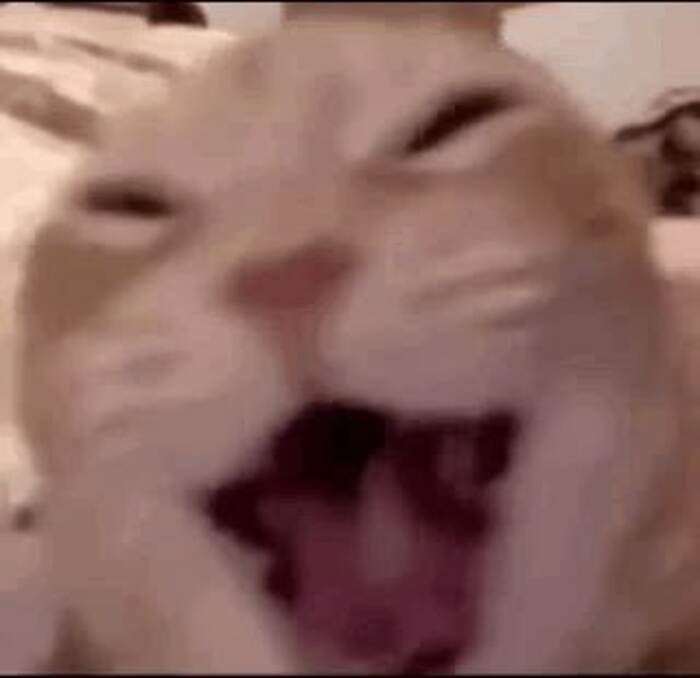 ảnh meme đáng yêu mèo gào