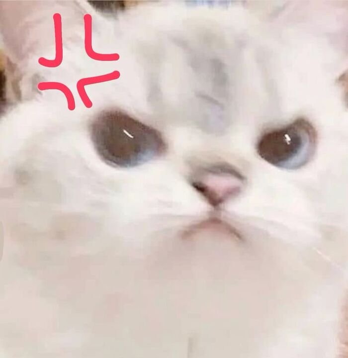 ảnh meme đáng yêu mèo xinh